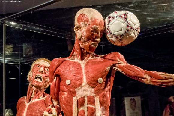 Wystawa BODY WORLDS & The Cycle of Life. Wybierz się podczas majówki