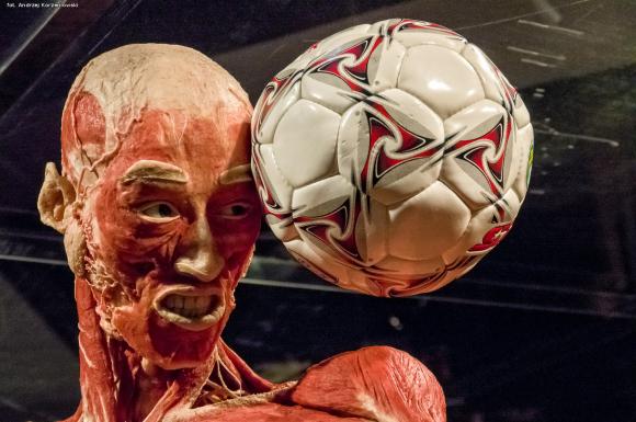 Wystawa BODY WORLDS & The Cycle of Life. Wybierz się podczas majówki