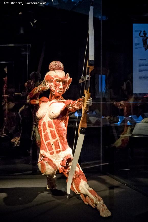 Wystawa BODY WORLDS & The Cycle of Life. Wybierz się podczas majówki