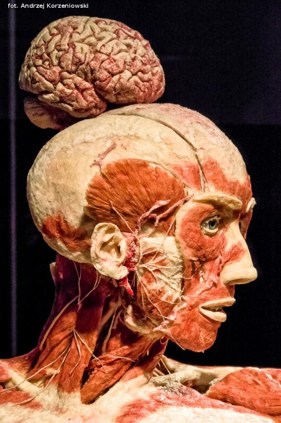 Wystawa BODY WORLDS & The Cycle of Life. Wybierz się podczas majówki