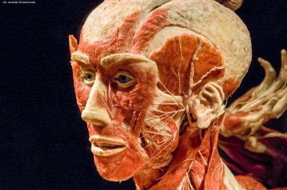 Wystawa BODY WORLDS & The Cycle of Life. Wybierz się podczas majówki