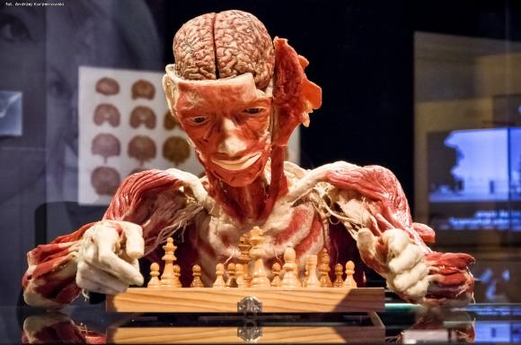 Wystawa BODY WORLDS & The Cycle of Life. Wybierz się podczas majówki