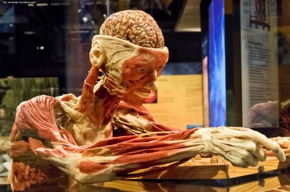 Wystawa BODY WORLDS & The Cycle of Life. Wybierz się podczas majówki