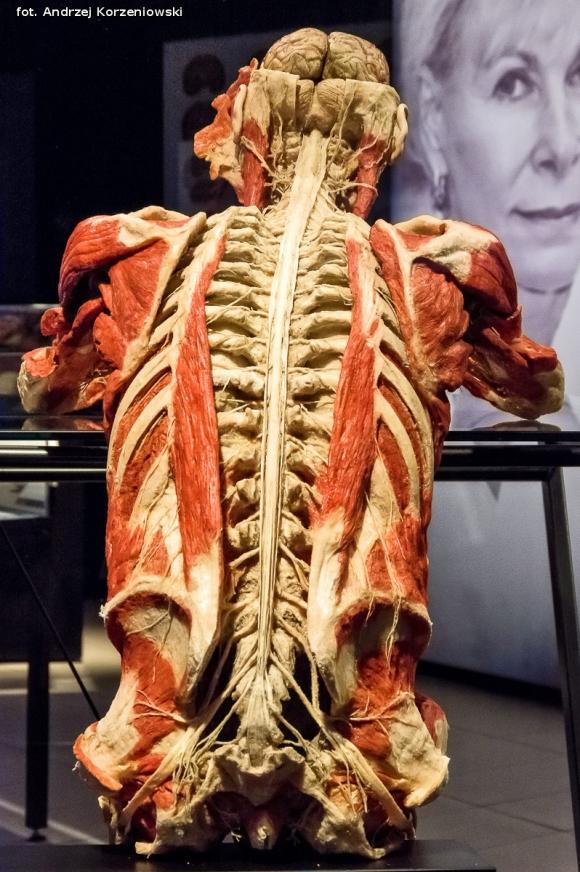 Wystawa BODY WORLDS & The Cycle of Life. Wybierz się podczas majówki