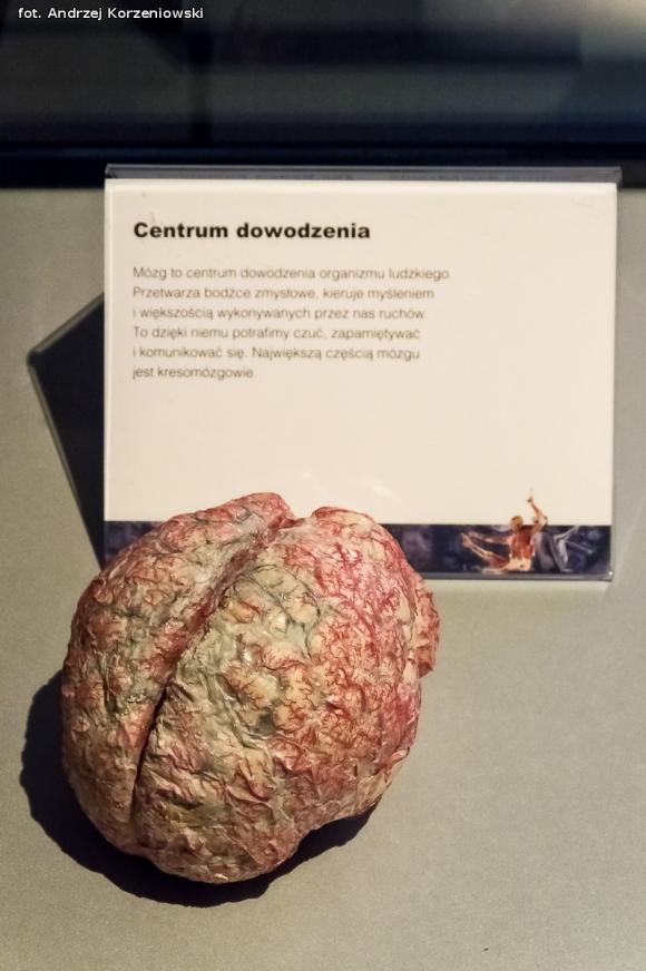 Wystawa BODY WORLDS & The Cycle of Life. Wybierz się podczas majówki