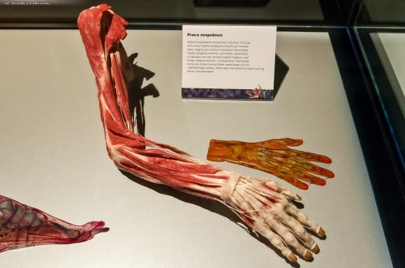 Wystawa BODY WORLDS & The Cycle of Life. Wybierz się podczas majówki