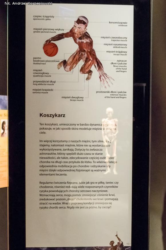 Wystawa BODY WORLDS & The Cycle of Life. Wybierz się podczas majówki