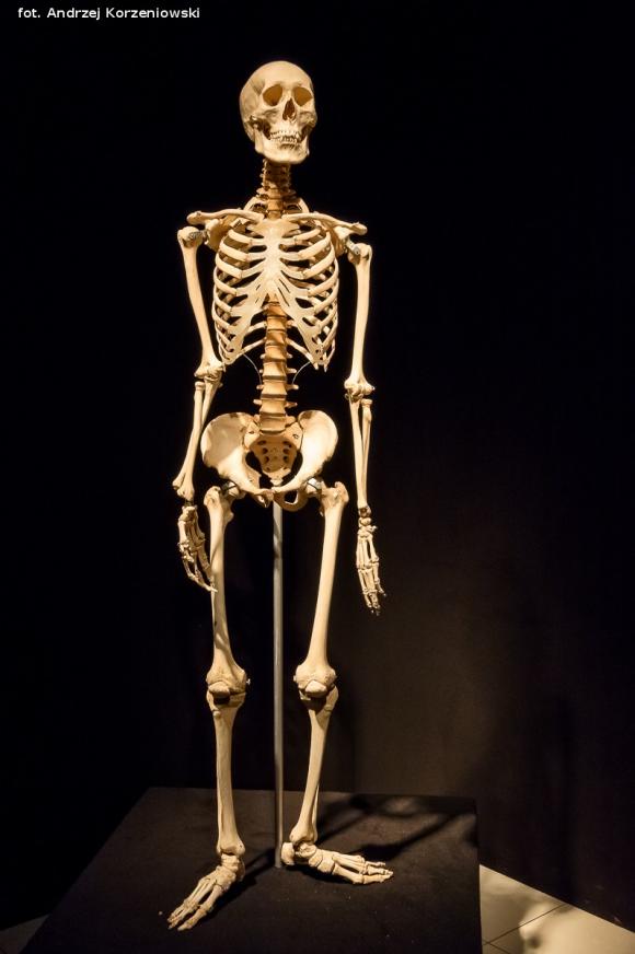 Wystawa BODY WORLDS & The Cycle of Life. Wybierz się podczas majówki