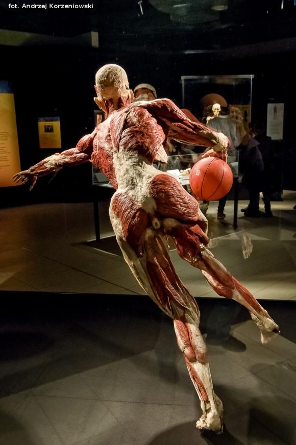 Wystawa BODY WORLDS & The Cycle of Life. Wybierz się podczas majówki