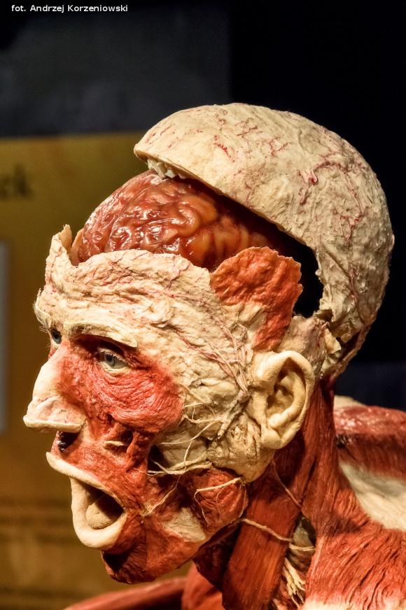 Wystawa BODY WORLDS & The Cycle of Life. Wybierz się podczas majówki