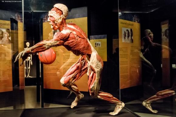 Wystawa BODY WORLDS & The Cycle of Life. Wybierz się podczas majówki