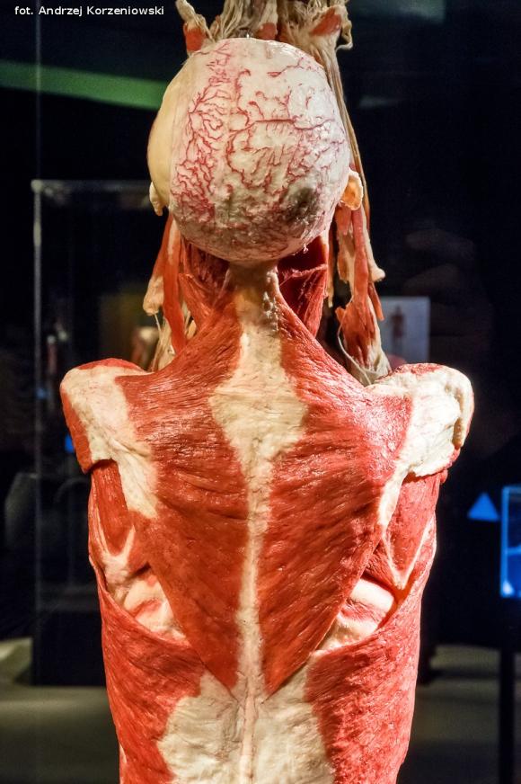 Wystawa BODY WORLDS & The Cycle of Life. Wybierz się podczas majówki