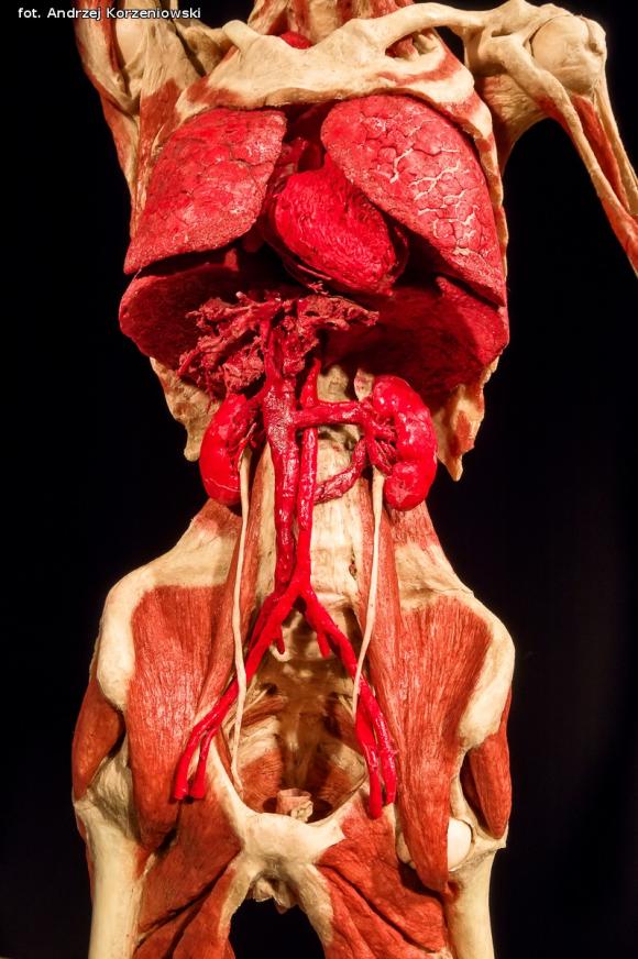 Wystawa BODY WORLDS & The Cycle of Life. Wybierz się podczas majówki