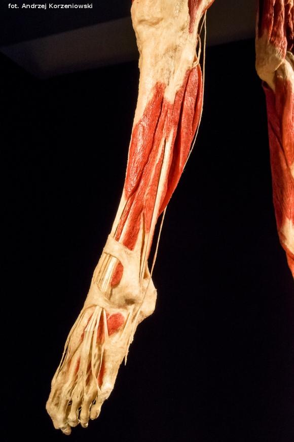 Wystawa BODY WORLDS & The Cycle of Life. Wybierz się podczas majówki