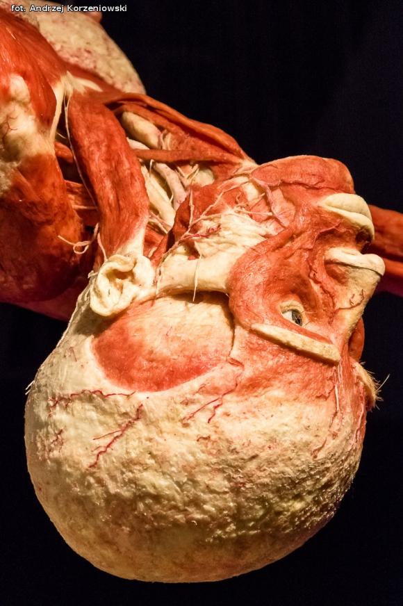 Wystawa BODY WORLDS & The Cycle of Life. Wybierz się podczas majówki