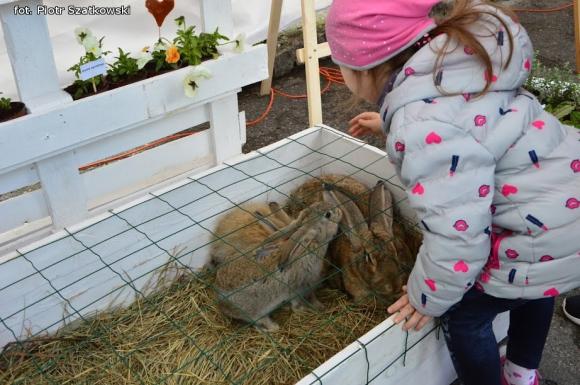 Atrakcyjna oferta trzeciego Kutnowskiego Pikniku Naukowego. Kasprowicz miał najlepsze stoisko