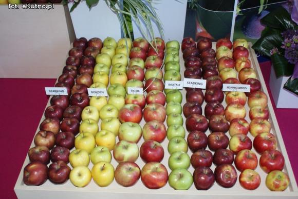 Piknik Różany rozpoczęty