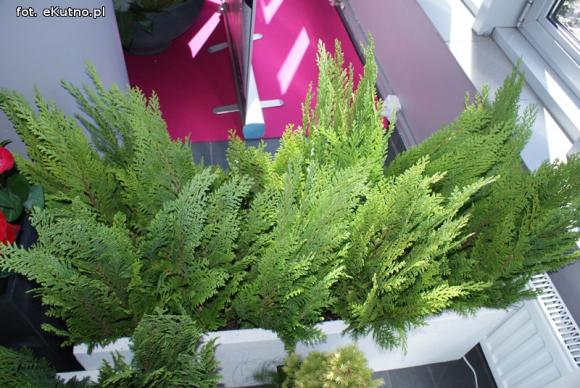 Piknik Różany rozpoczęty