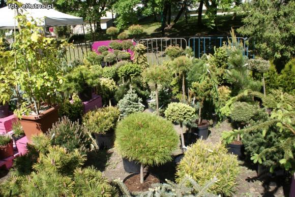 Piknik Różany rozpoczęty