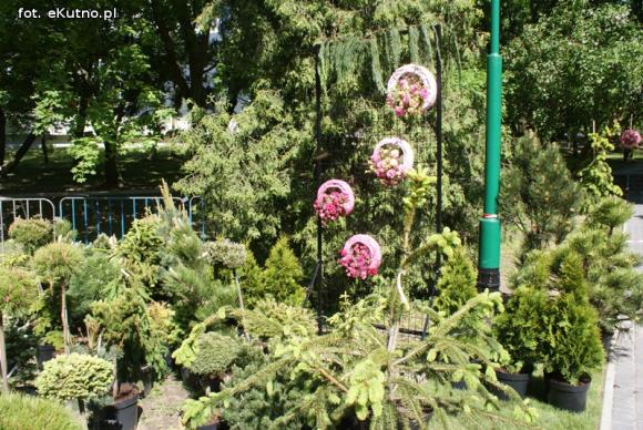 Piknik Różany rozpoczęty