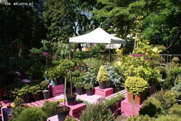 Piknik Różany rozpoczęty