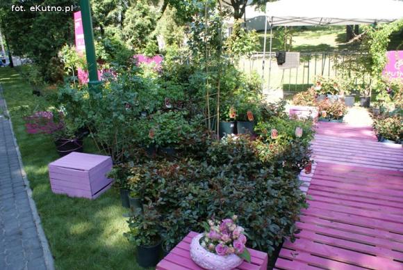 Piknik Różany rozpoczęty