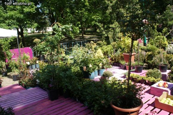 Piknik Różany rozpoczęty