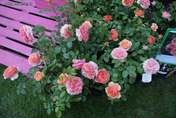 Piknik Różany rozpoczęty