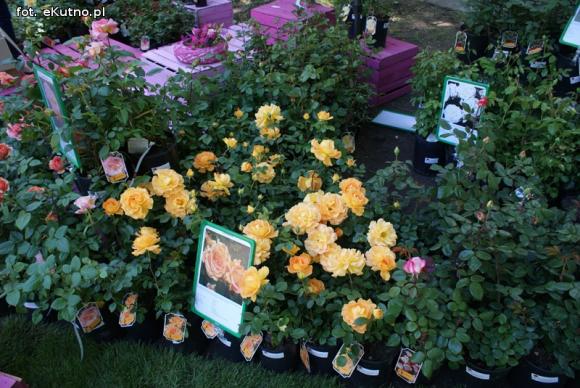 Piknik Różany rozpoczęty