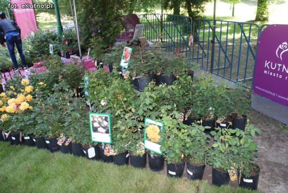 Piknik Różany rozpoczęty