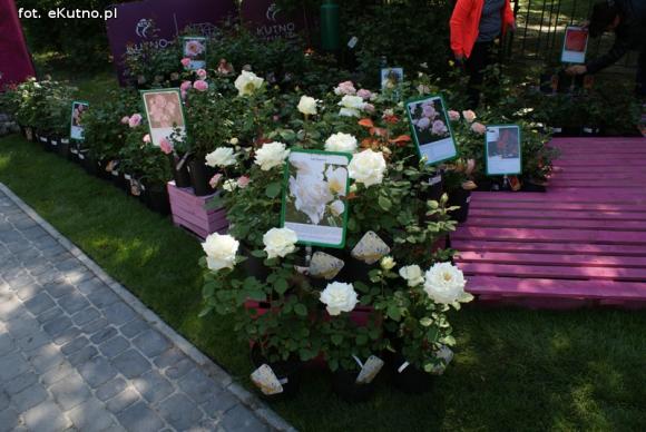 Piknik Różany rozpoczęty