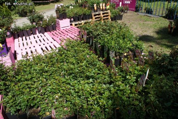 Piknik Różany rozpoczęty