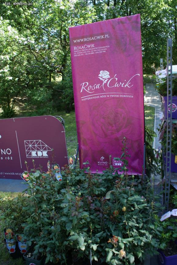 Piknik Różany rozpoczęty