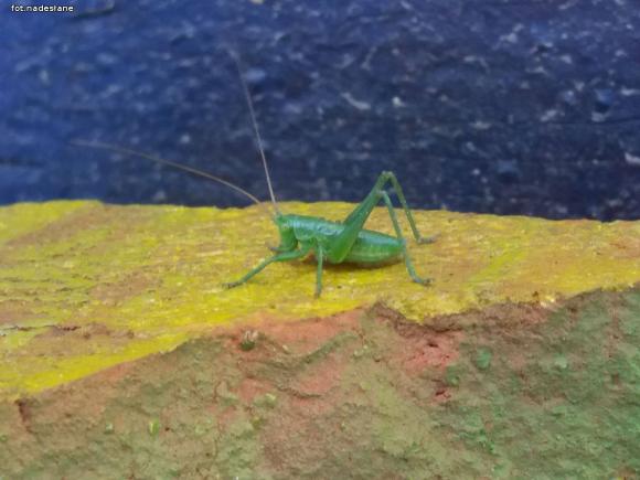 Młodzież z DoMOStwa i Fundacja Urban Forms wykonają mural w Żychlinie