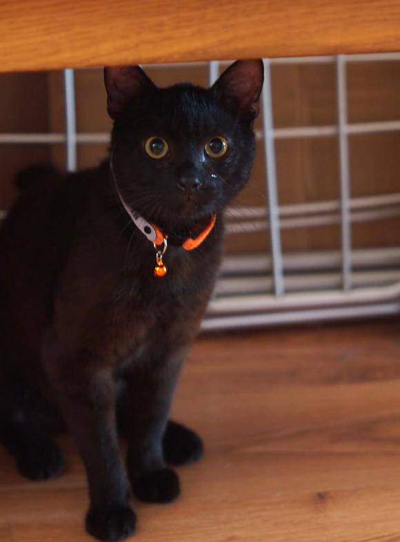 Potrzebujesz radości? Pan Kotek do adopcji