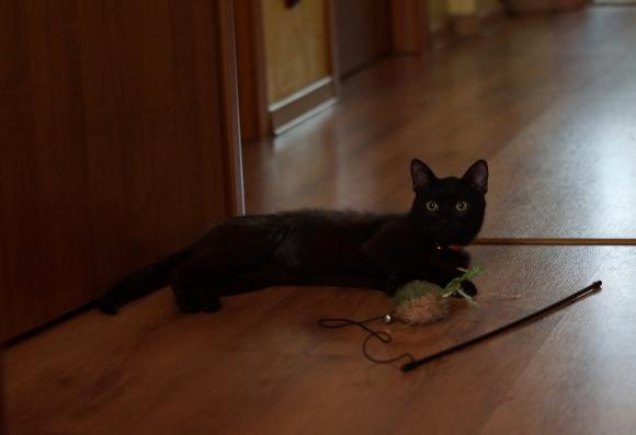 Potrzebujesz radości? Pan Kotek do adopcji