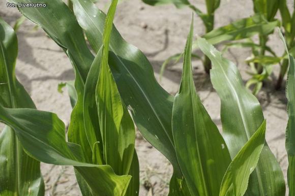 Dni Pola w Strzelcach