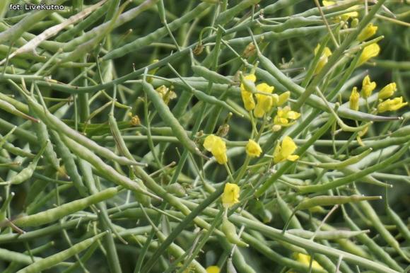 Dni Pola w Strzelcach