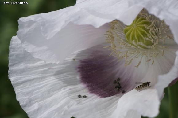 Dni Pola w Strzelcach