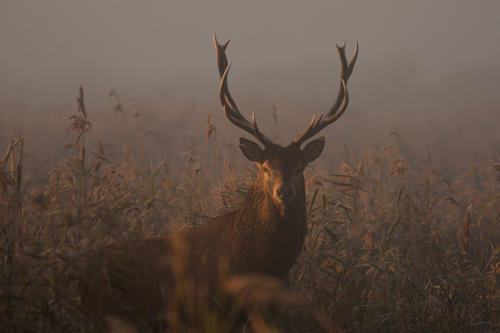 Zwierzęta regionu kutnowskiego