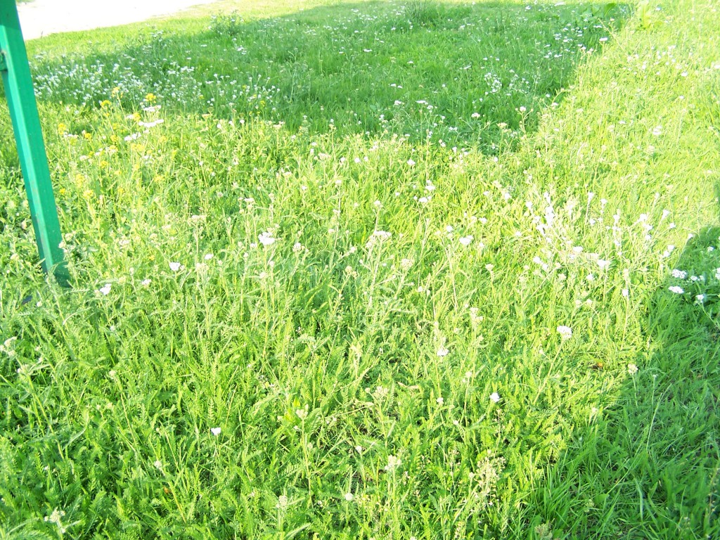 Miejskie obrazki. Piach, śmieci, brud