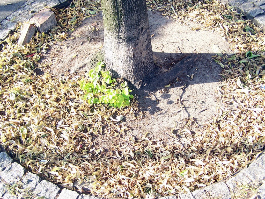 Miejskie obrazki. Piach, śmieci, brud