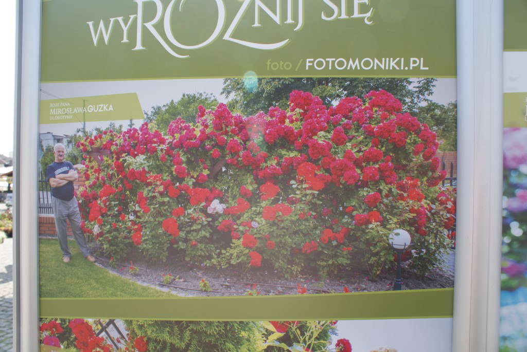 WyRÓŻnij się! Kutnianie i ich róże