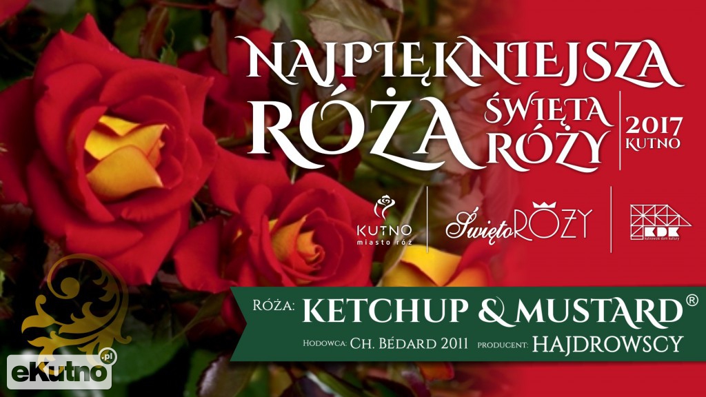 KETCHUP & MUSTARD! najpiękniejszą różą