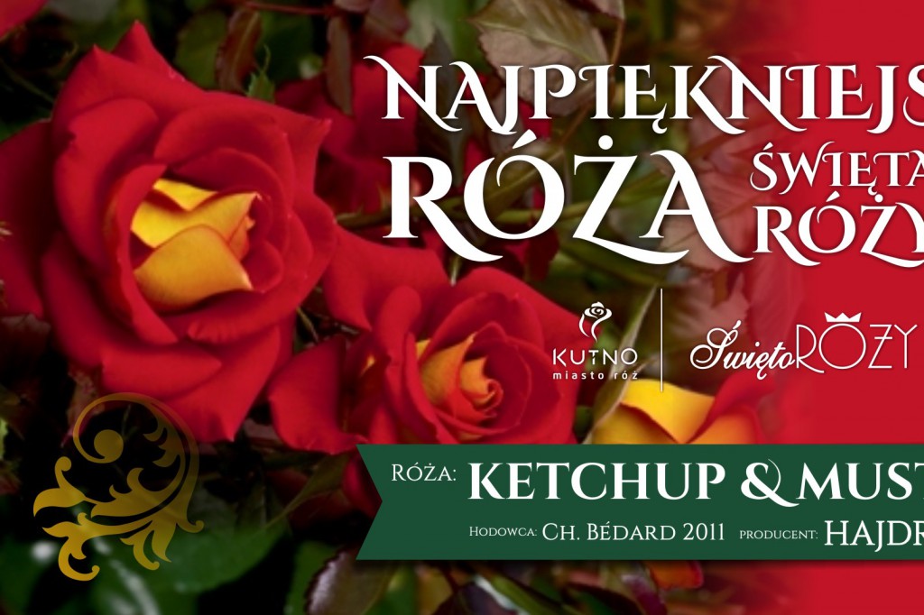 KETCHUP & MUSTARD! najpiękniejszą różą