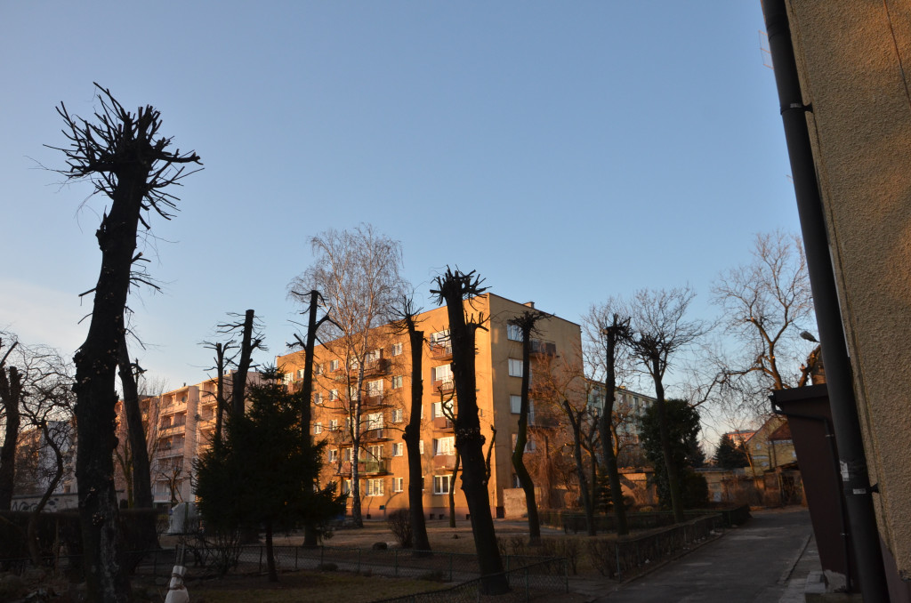 Rzeź drzew na Sienkiewicza