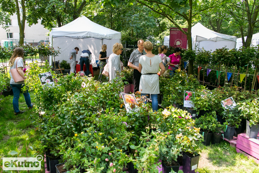 Piknik wśród Róż 2019