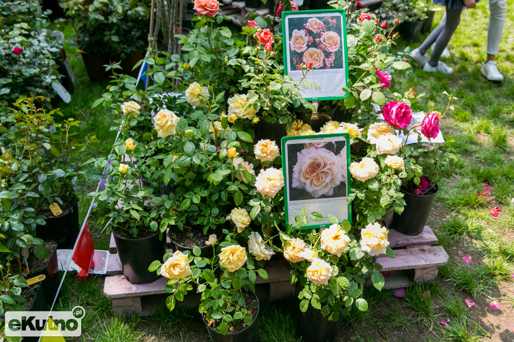 Piknik wśród Róż 2019