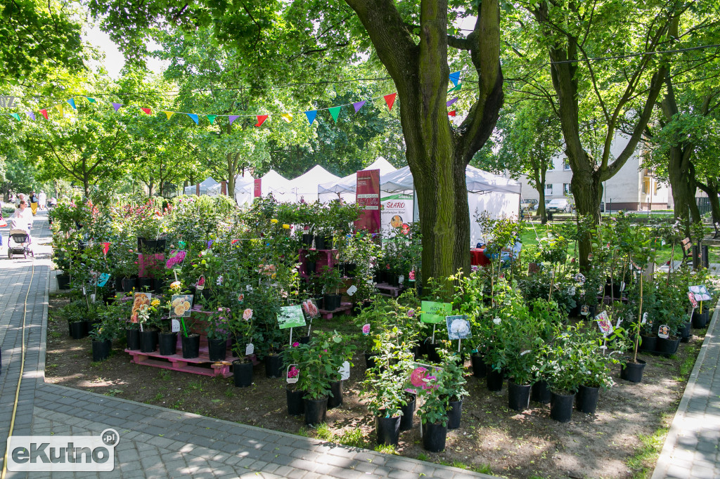Piknik wśród Róż 2019