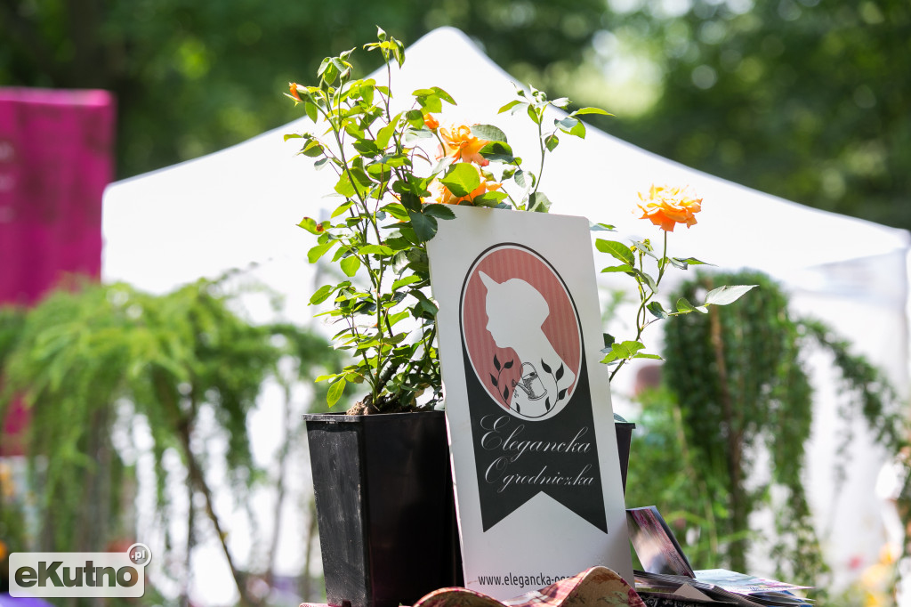 Piknik wśród Róż 2019